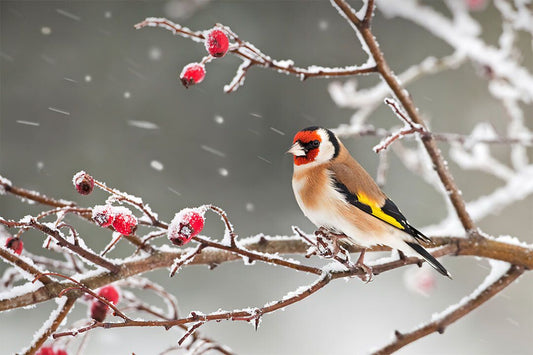 Bird Perched On Tree Branch Snow Landscape Jigsaw Puzzle