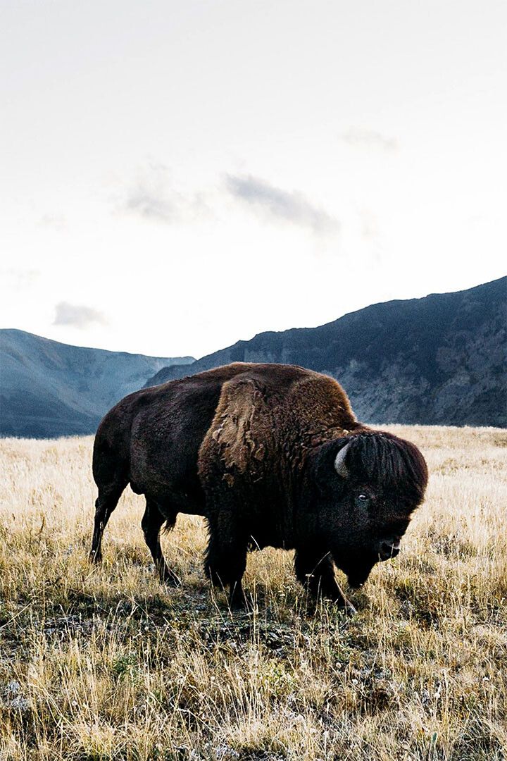 Bison Grazing On Green Hills Animals Painting Jigsaw Puzzle