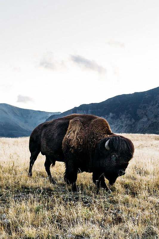 Bison Grazing On Green Hills Animals Painting Jigsaw Puzzle