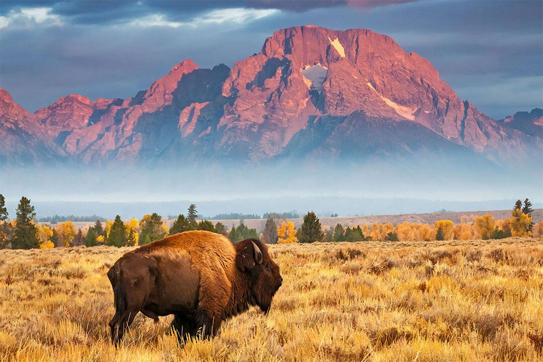 Bison National Park Wild Animals Landscape Jigsaw Puzzle