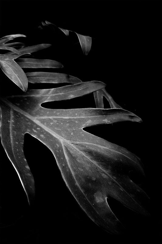 Black And White Jigsaw Puzzle Of Green Leaf Plant Art Wall Decor Jigsaw Puzzle