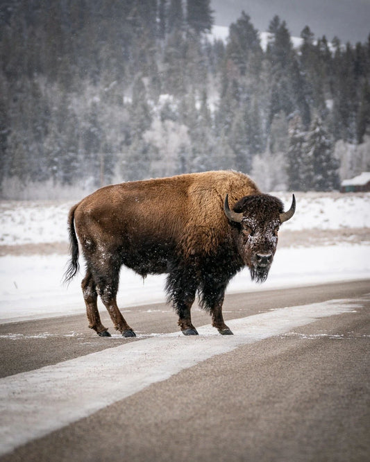 Black Bison On Snowy Road Nature Cold Weather Wyoming Picture Poster Photo