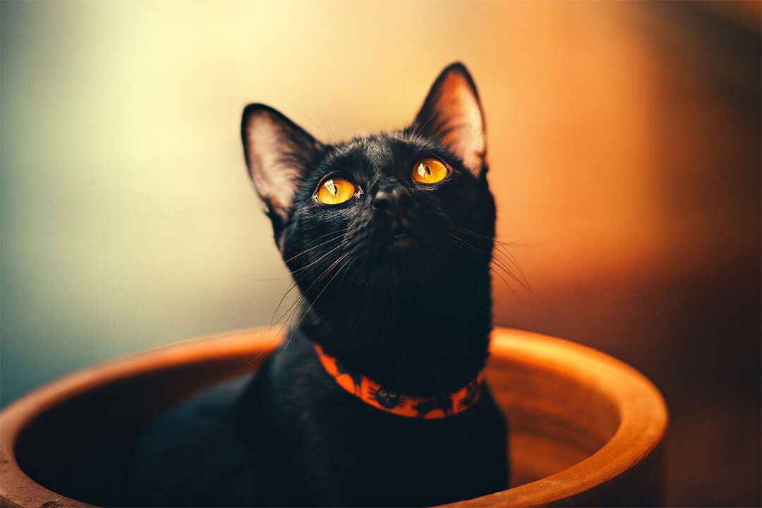 Black Cat In A Flower Pot Funny Animals Jigsaw Puzzle