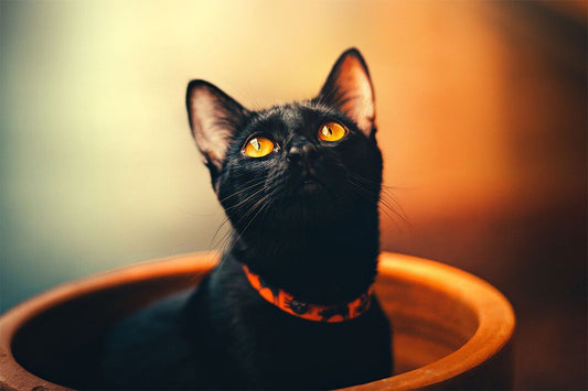 Black Cat In A Flower Pot Funny Animals Jigsaw Puzzle