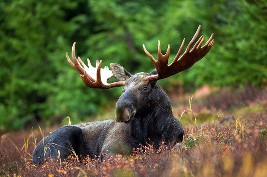 Black Deer Lying On Plants Near Green Trees Art Wall Decor Jigsaw Puzzle