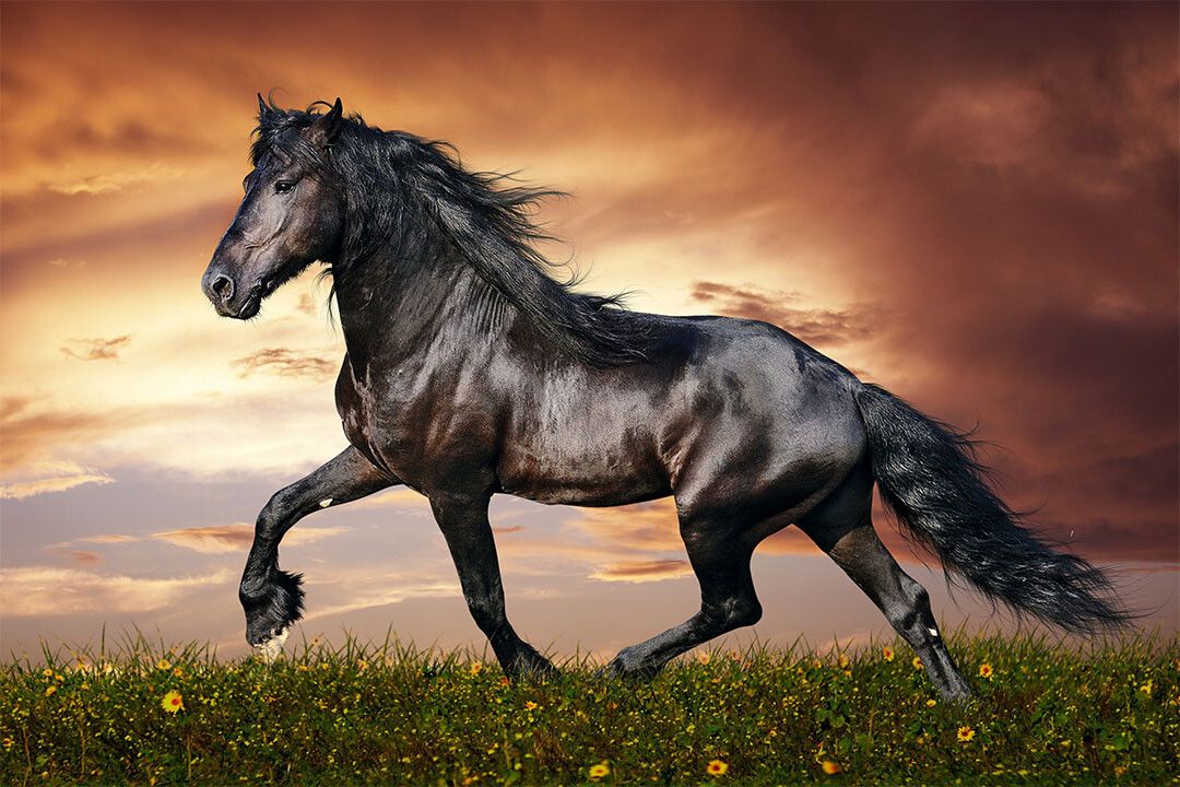 Black Horse Running Animals Mammal Print Jigsaw Puzzle