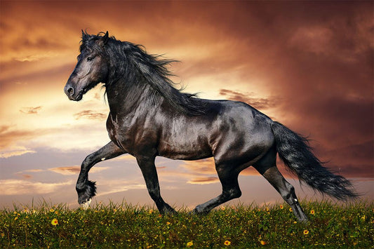 Black Horse Running Animals Mammal Print Jigsaw Puzzle