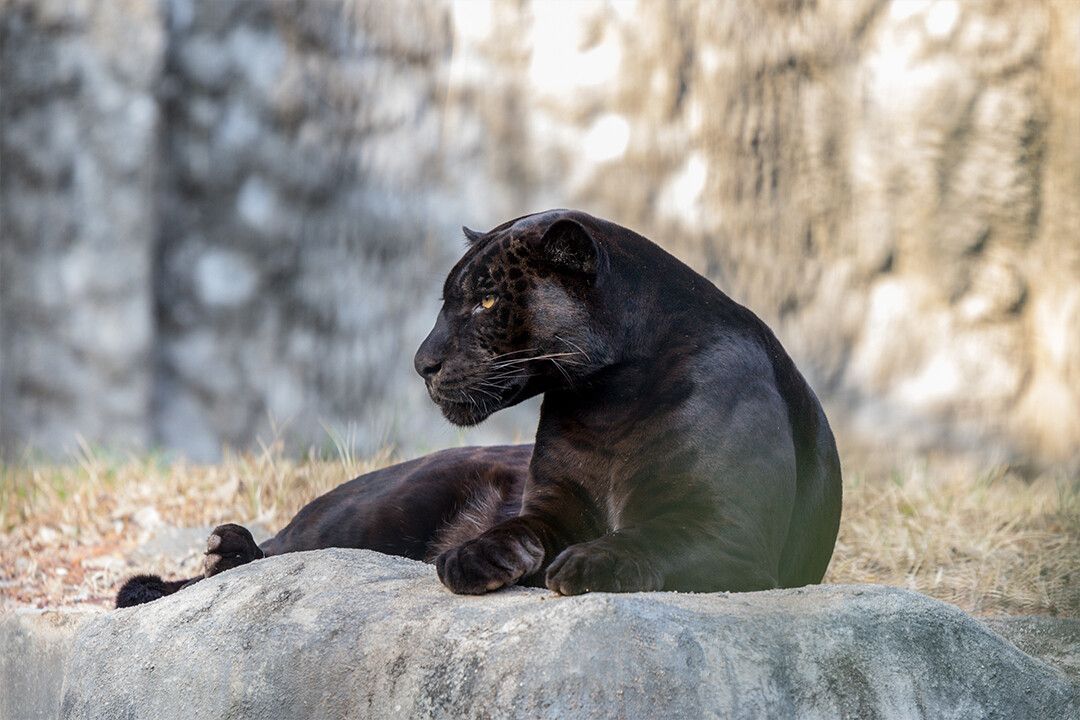 Black And Brown Wild Animal Black Panther Art Wall Decor Jigsaw Puzzle