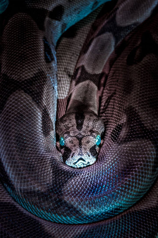 Black And Gray Snake With Blue Eyes Art Wall Decor Poster