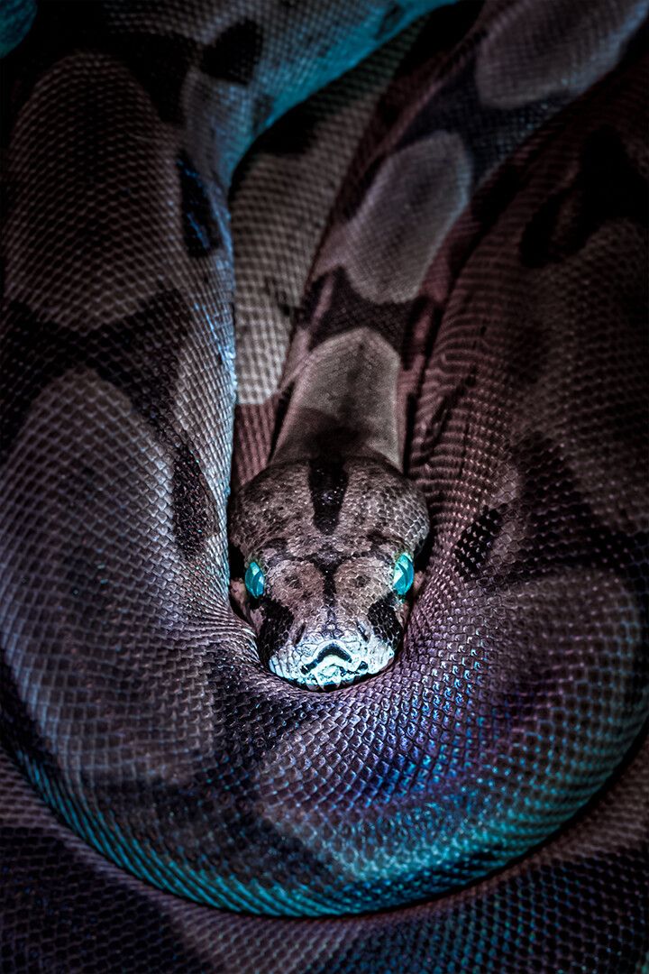 Black And Gray Snake With Blue Eyes Art Wall Decor Jigsaw Puzzle