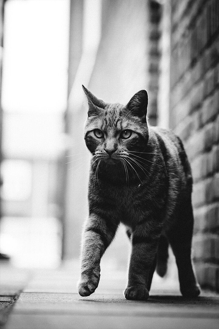 Black And White Jigsaw Puzzle Of Cat Walking On Street Art Wall Decor Jigsaw Puzzle