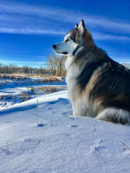 Black And White Siberian Husky Enjoying Snow Pet Wolf Dog Picture Magnet Magnet
