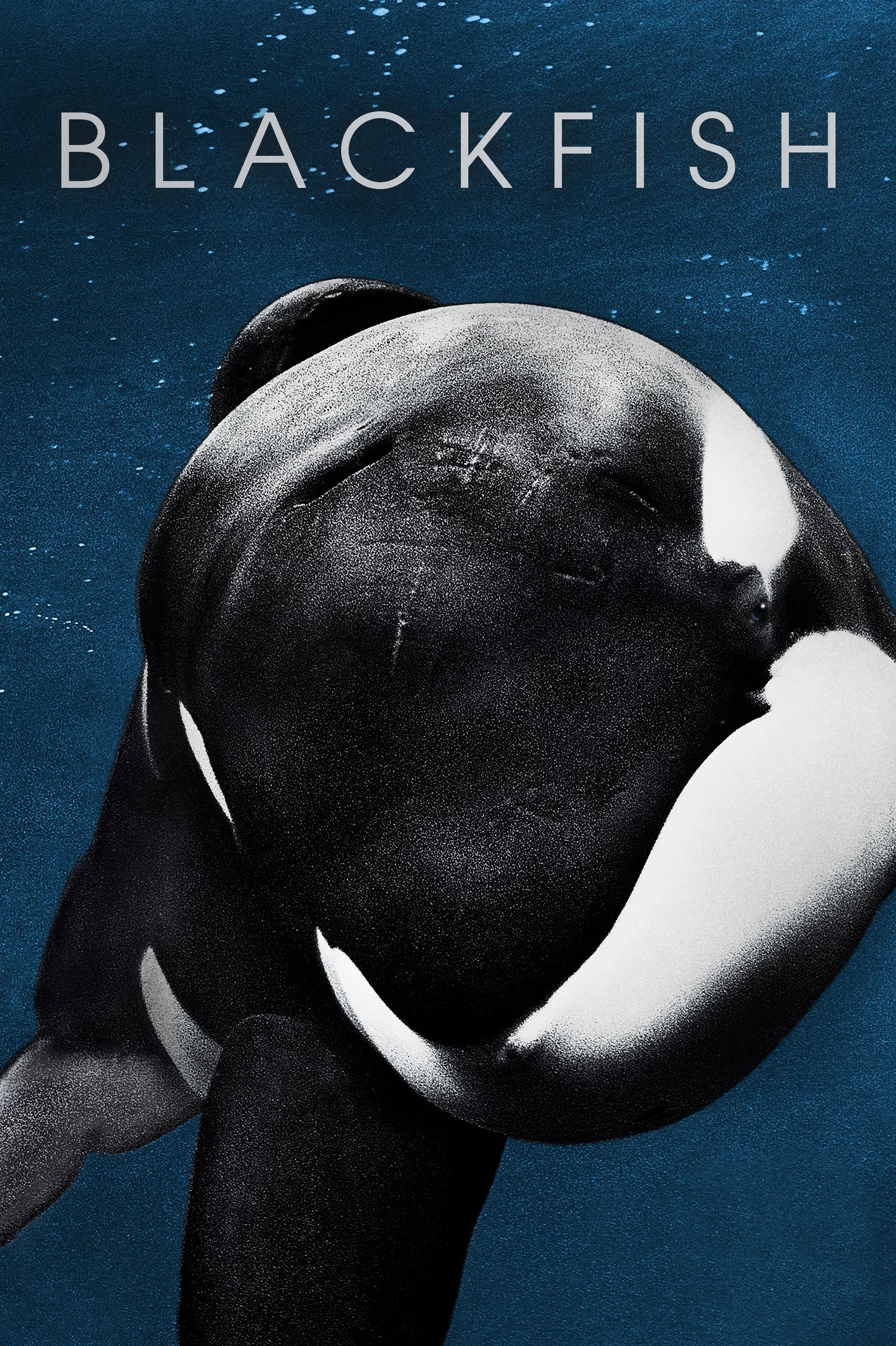 Blackfish (2013) Movie Keychain