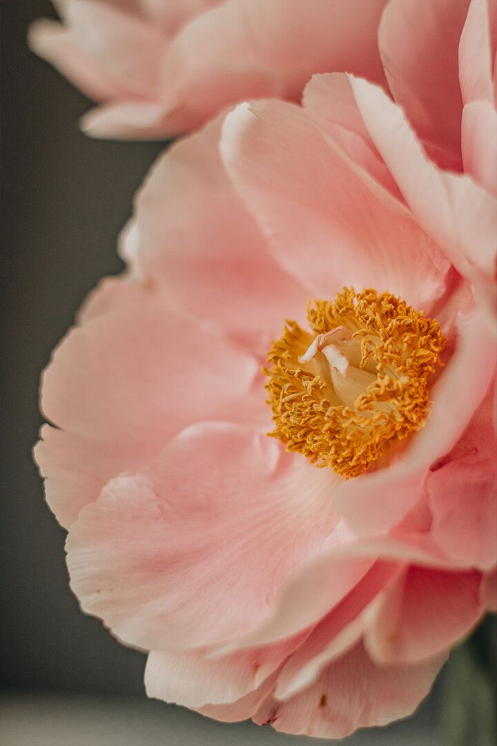 Blooming Pink Peony Flower In Daytime Art Wall Decor Jigsaw Puzzle