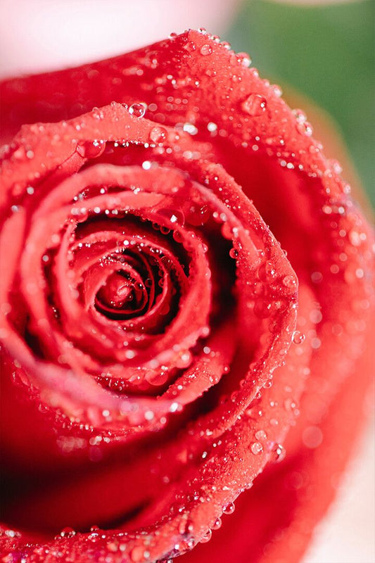 Blooming Rose With Gentle Petals Art Wall Decor Jigsaw Puzzle