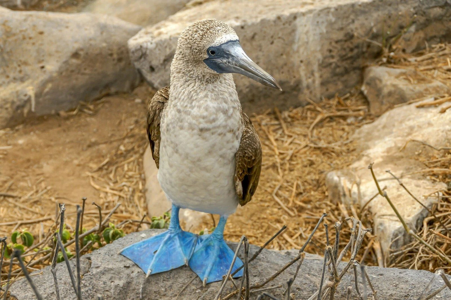 Blue Footed Booby Bird From Galapagos Islands Nature Magnet Picture Wall Art