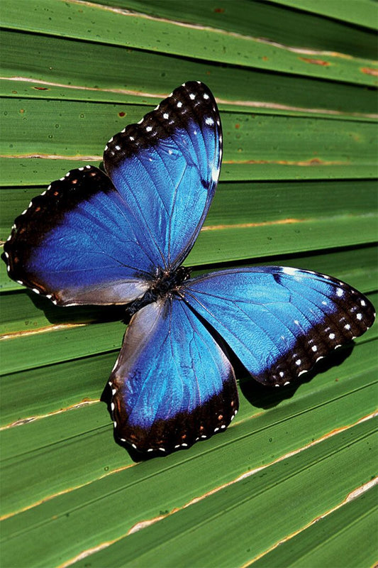 Blue Common Morpho Butterfly On Fern Frond Print Jigsaw Puzzle