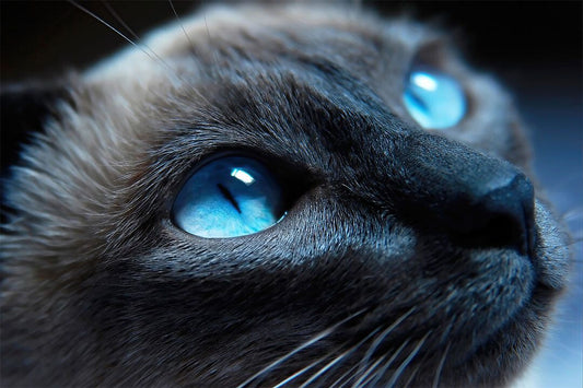 Blue Eyes Cat Looking Up Mammal Animals Jigsaw Puzzle