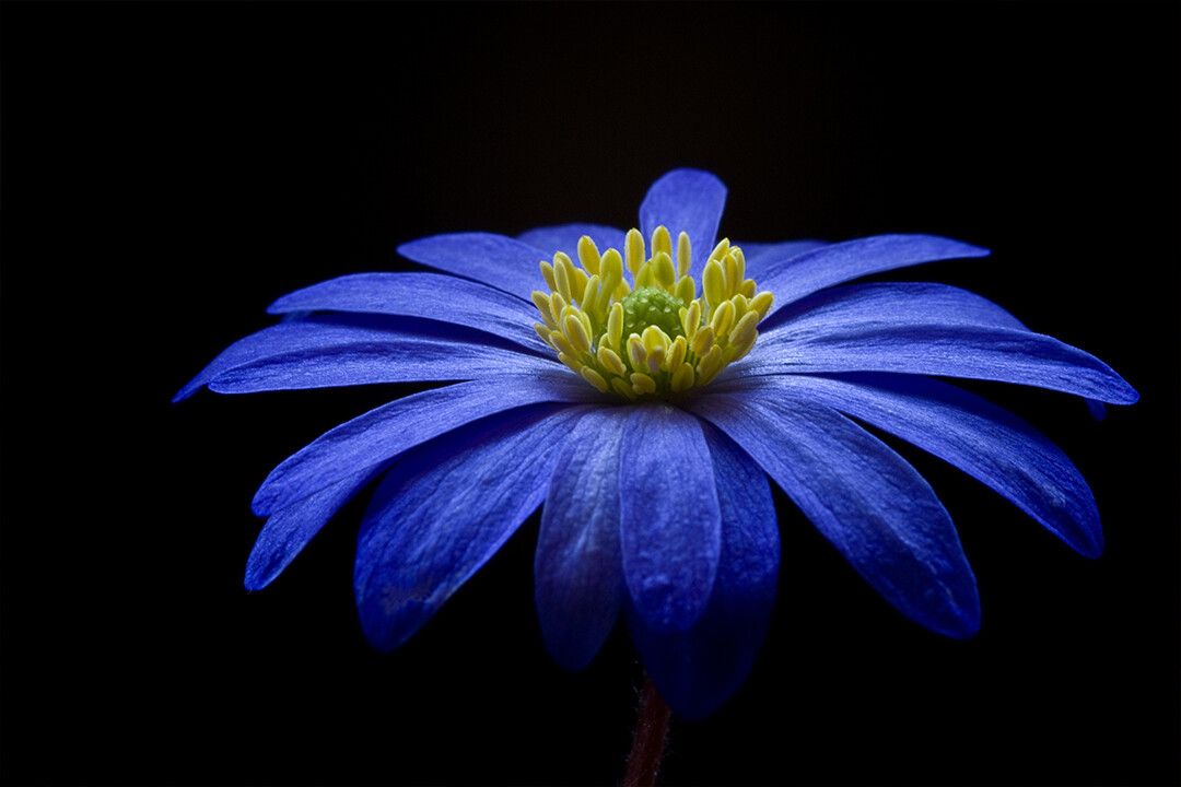 Blue Petaled Flower Black Background Art Wall Decor Jigsaw Puzzle