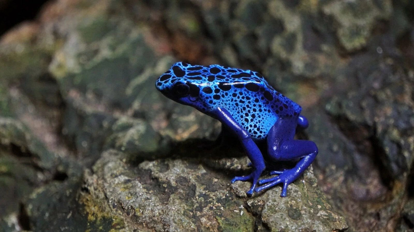 Blue Poison Dart Frog Keychain Picture Keychain Amphibian Animal Reptile Dangerous