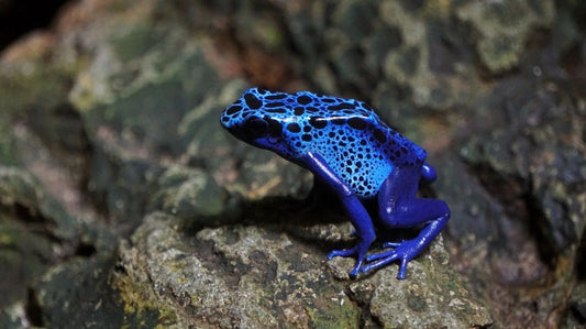 Blue Poison Dart Frog Poster Picture Photo Amphibian Animal Reptile Dangerous