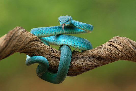 Blue Snake On Tree Branch Art Wall Decor Jigsaw Puzzle