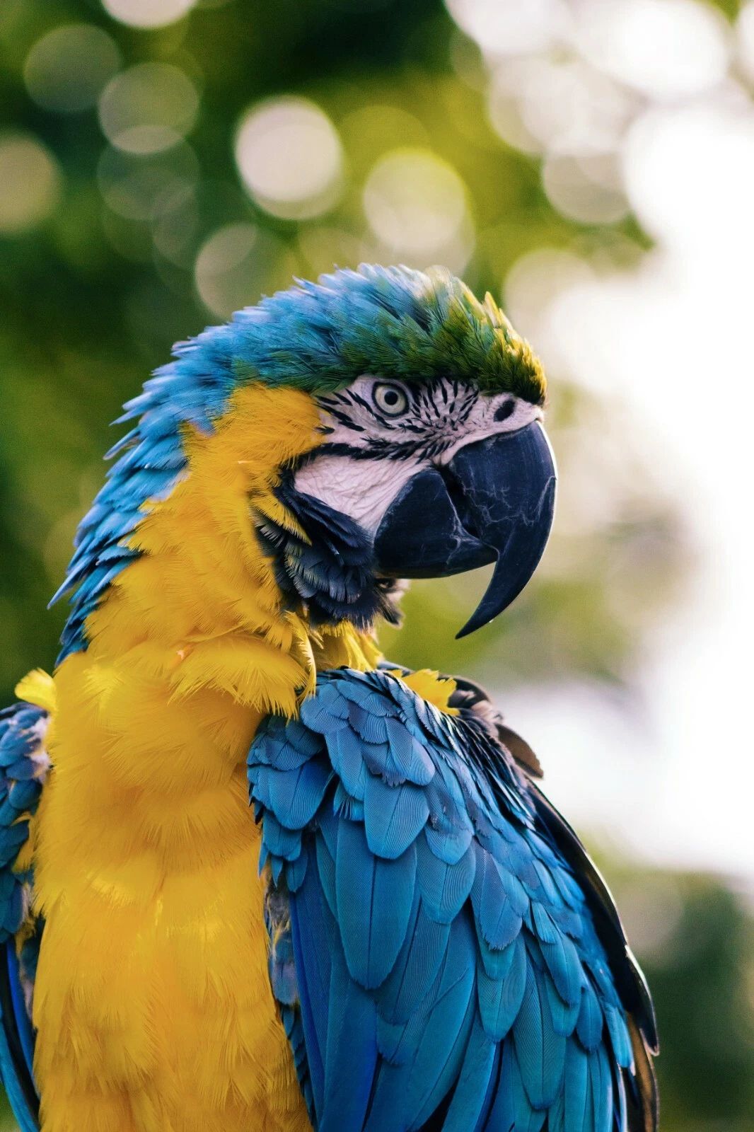 Blue And Yellow Parrot Bird Picture Keychain Keychain Print Nature Wall Art Colorful