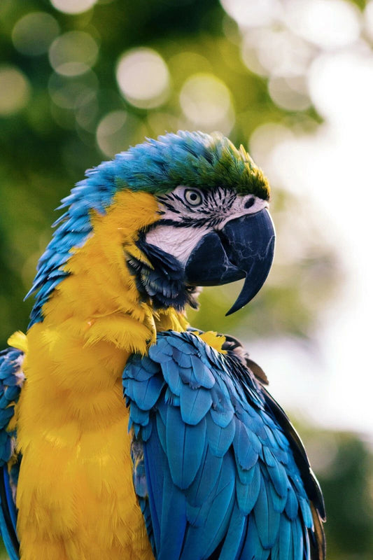 Blue And Yellow Parrot Bird Picture Keychain Keychain Print Nature Wall Art Colorful