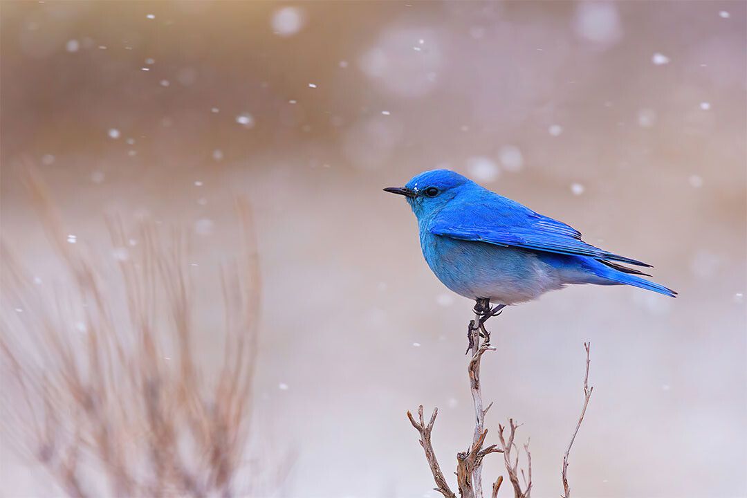 Bluebird Snowing Cuta Animals Landscape Jigsaw Puzzle