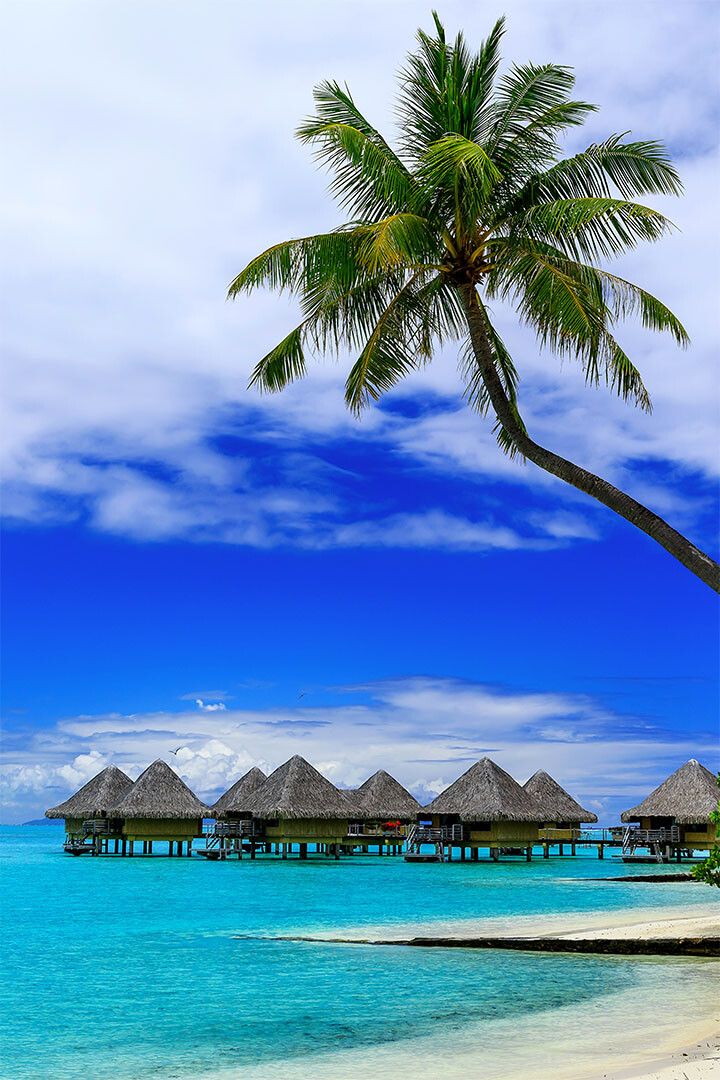 Bora Bora Island Beach Palm Trees Bungalow Resort Room Wall Decor Jigsaw Puzzle