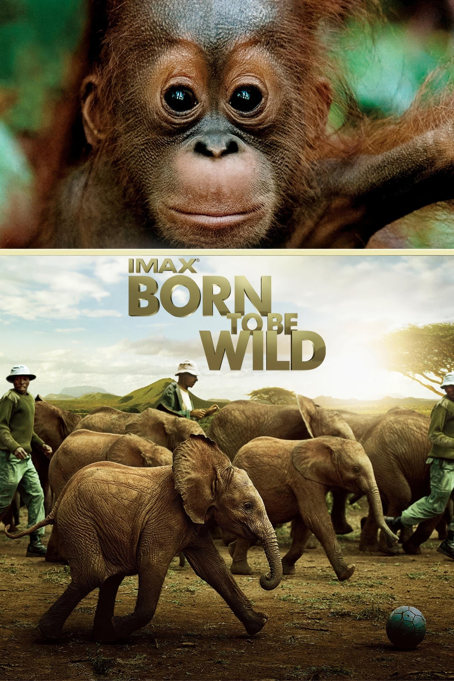 Born To Be Wild (2011) Movie Magnet