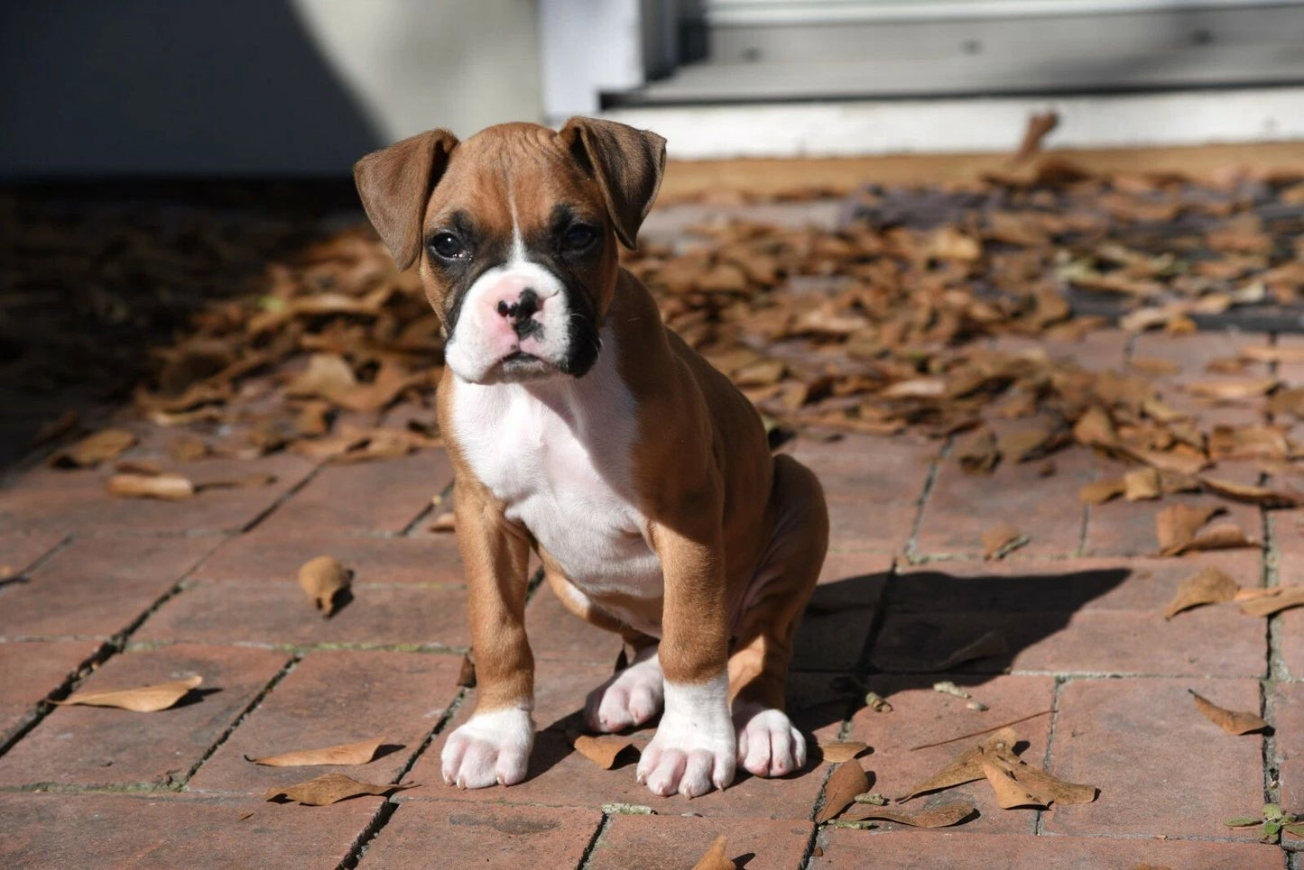 Boxer Puppy Dog Magnet Picture Magnet Print Cute Canine Animal Pet German Breed