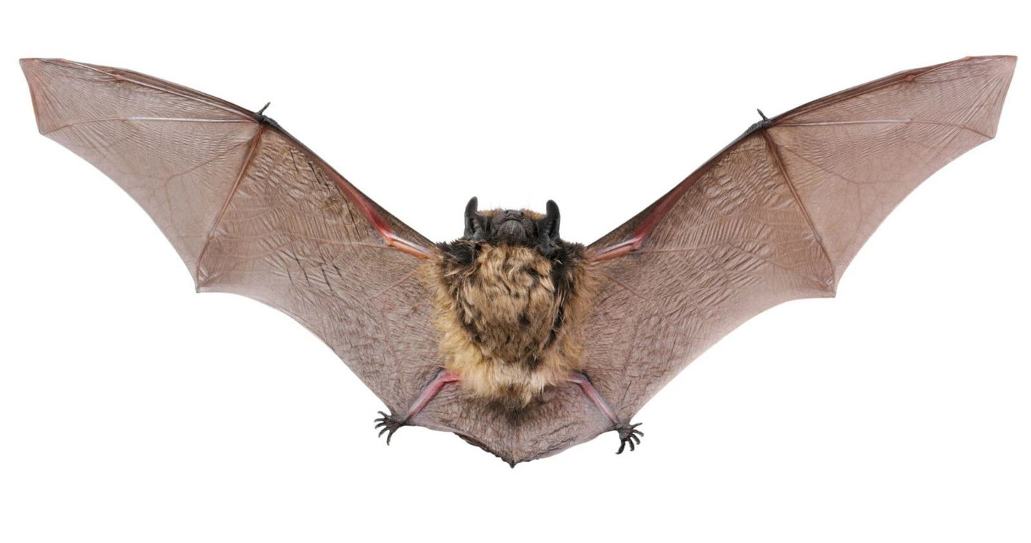 Brown Bat Poster Print Wings Flying Vampire Blood Sucker 300 Piece Jigsaw Puzzle
