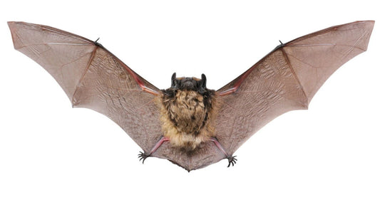 Brown Bat Magnet Magnet Picture Print Wings Flying Vampire Blood Sucker