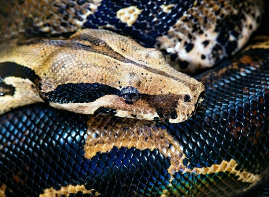 Brown Boa Constrictor Snake Head Close Up Reptile Keychain Picture Keychain Print