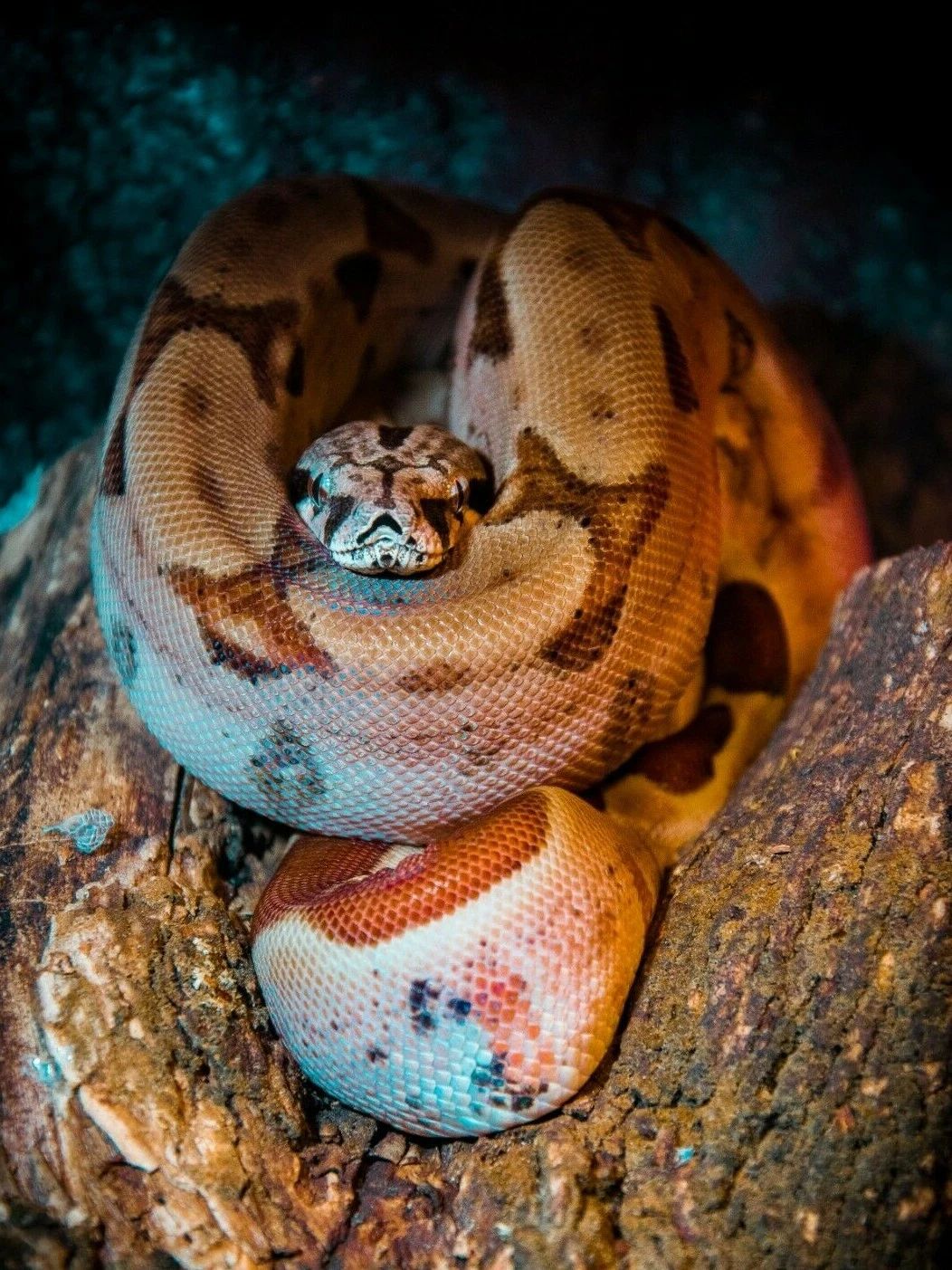 Brown Boa Constrictor Snake On A Tree Reptile Poster Picture Photo Print