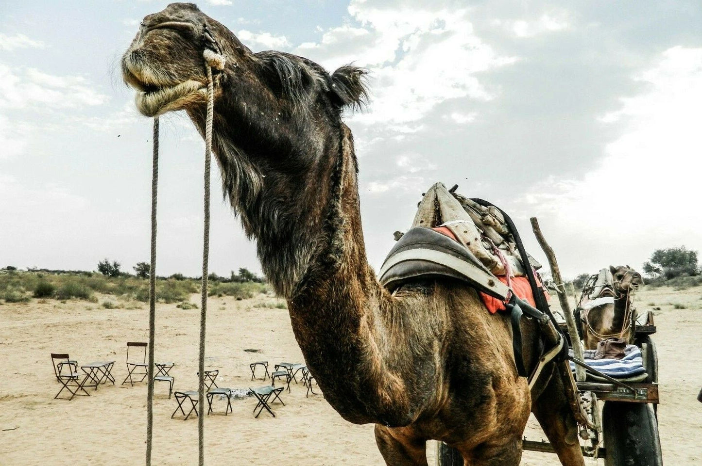 Brown Camel Pulling Cart Magnet Picture Magnet Trees Nature Animal India