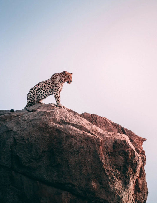 Brown Leopard Kruger National Park South Africa Poster Picture Photo Cat Tsira