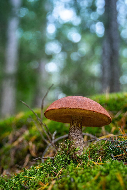 Brown Mushrooms On Forest Ground Art Wall Decor Jigsaw Puzzle