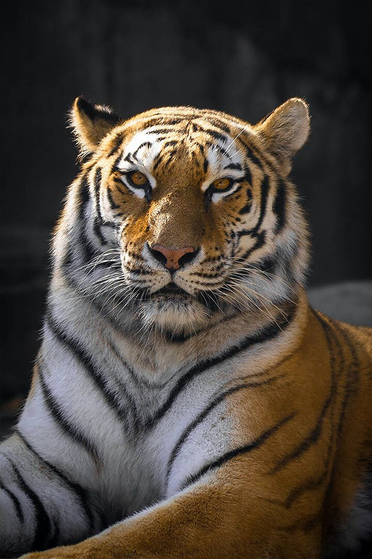 Brown And Black Tiger Lying On Ground Art Wall Decor Jigsaw Puzzle
