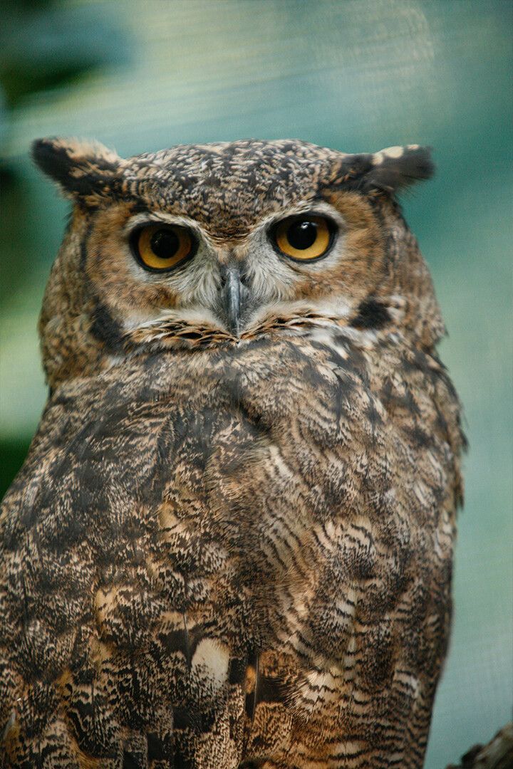 Brown And White Owl Close Up Jigsaw Puzzlegraphy Art Wall Decor Jigsaw Puzzle