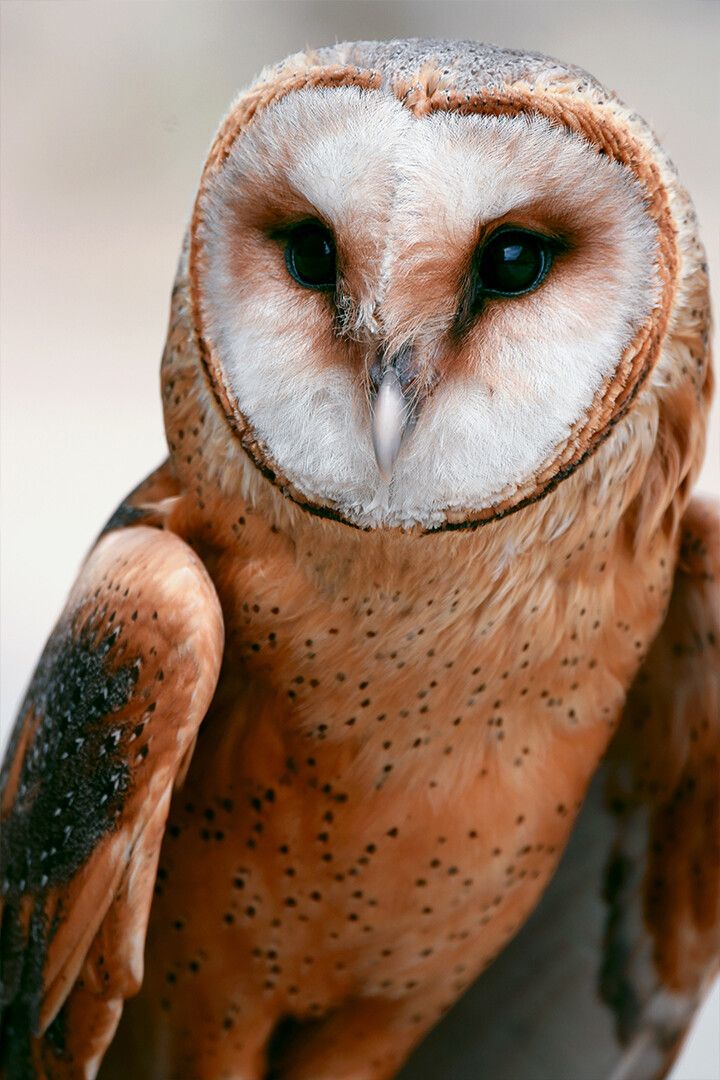Brown And White Owl With Black Eyes Art Wall Decor Jigsaw Puzzle