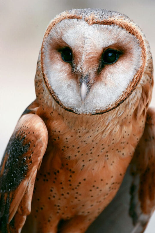 Brown And White Owl With Black Eyes Art Wall Decor Jigsaw Puzzle