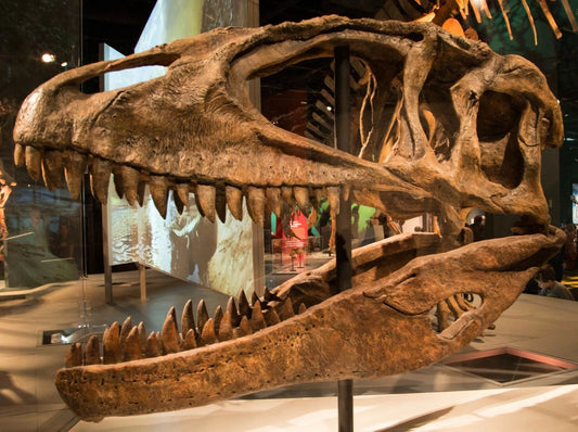 Carcharodontosaurus Skull Carnivorous Dinosaur Magnet Picture Magnet Print