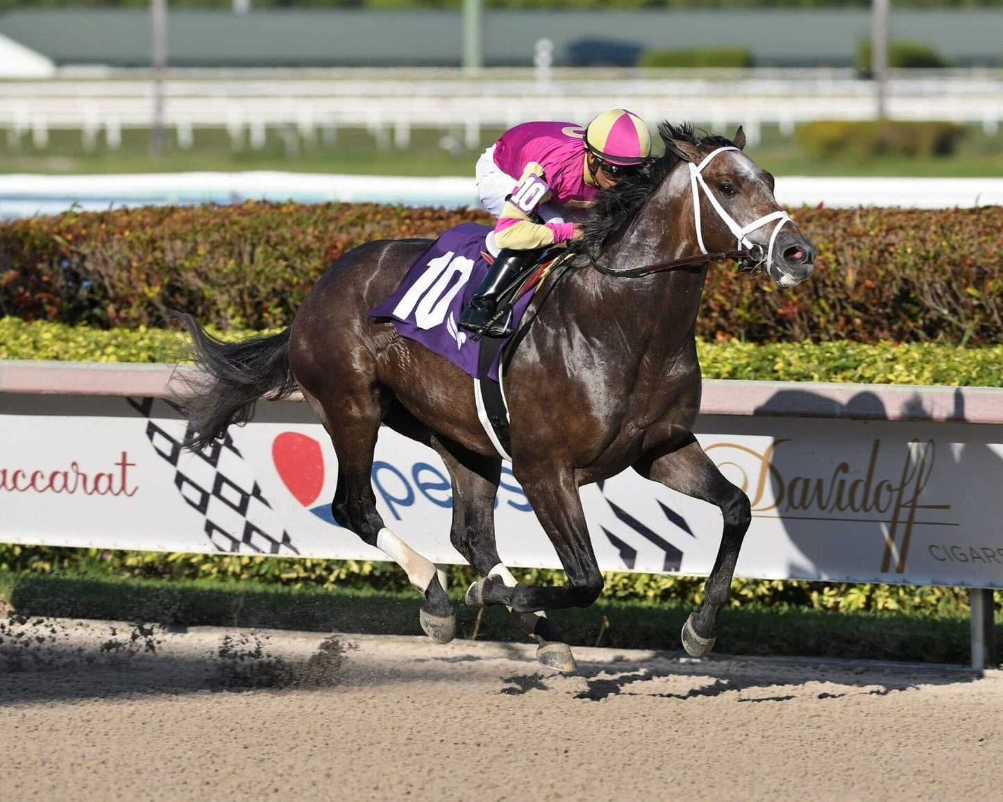 Charge It Magnet Horse Racing Picture