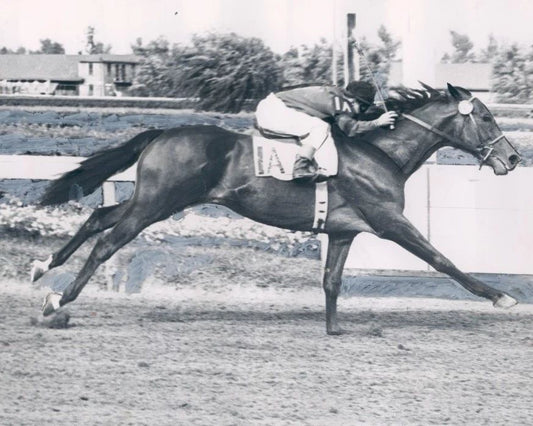 Citation Photo Horse Racing Picture Jockey Bw