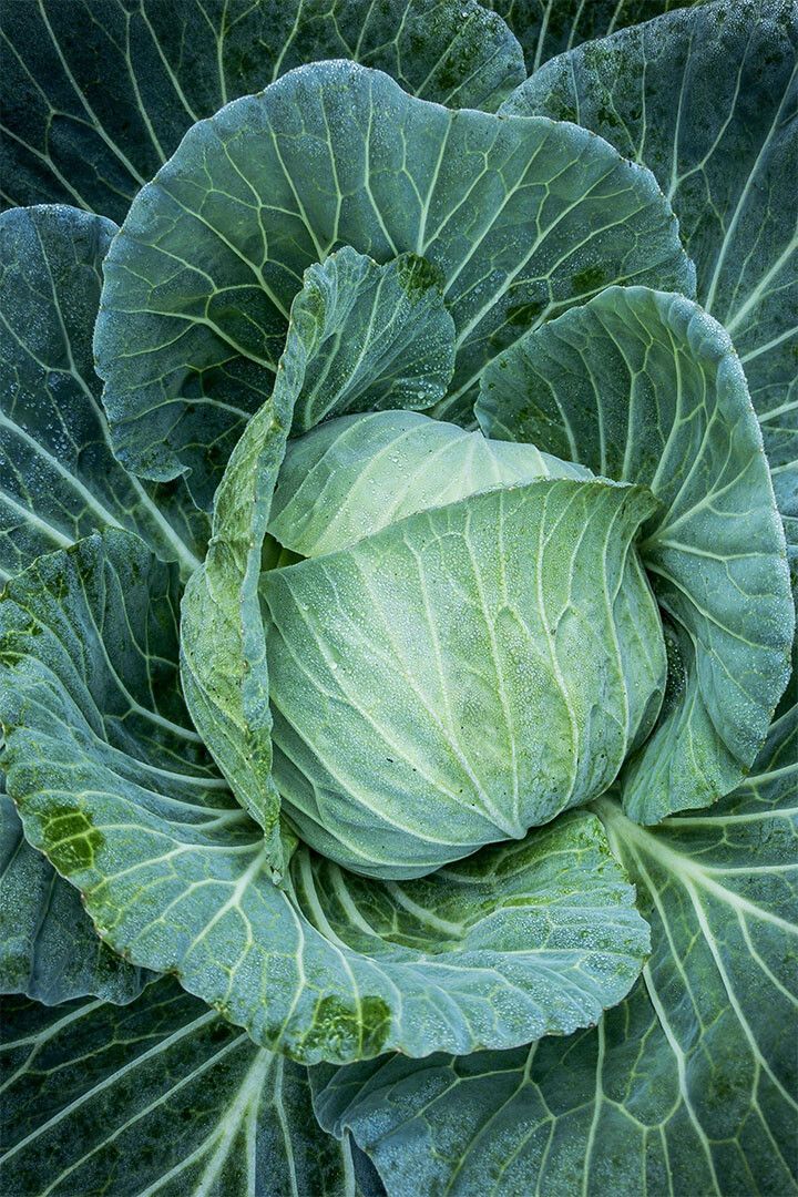 Cabbages Plant With Dense Leaves In The Field Wall Home Decor Jigsaw Puzzle