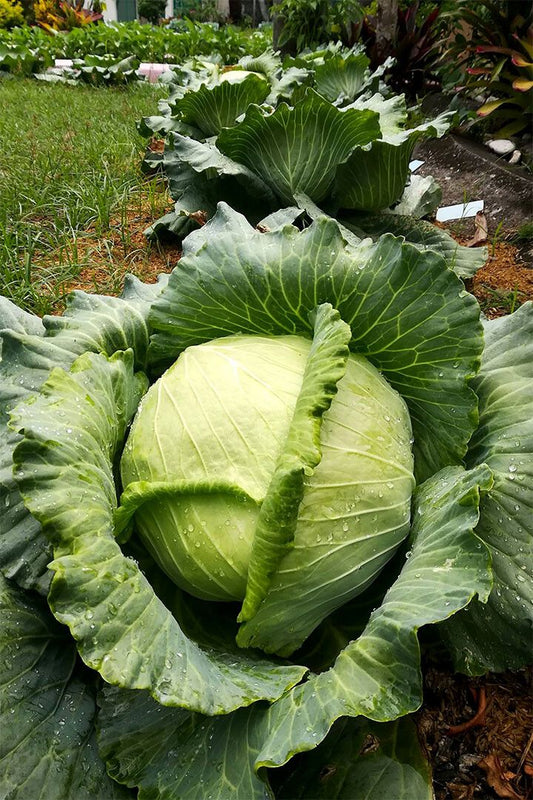 Cabbages Plant With Dense Leaves In The Garden Wall Home Decor Jigsaw Puzzle