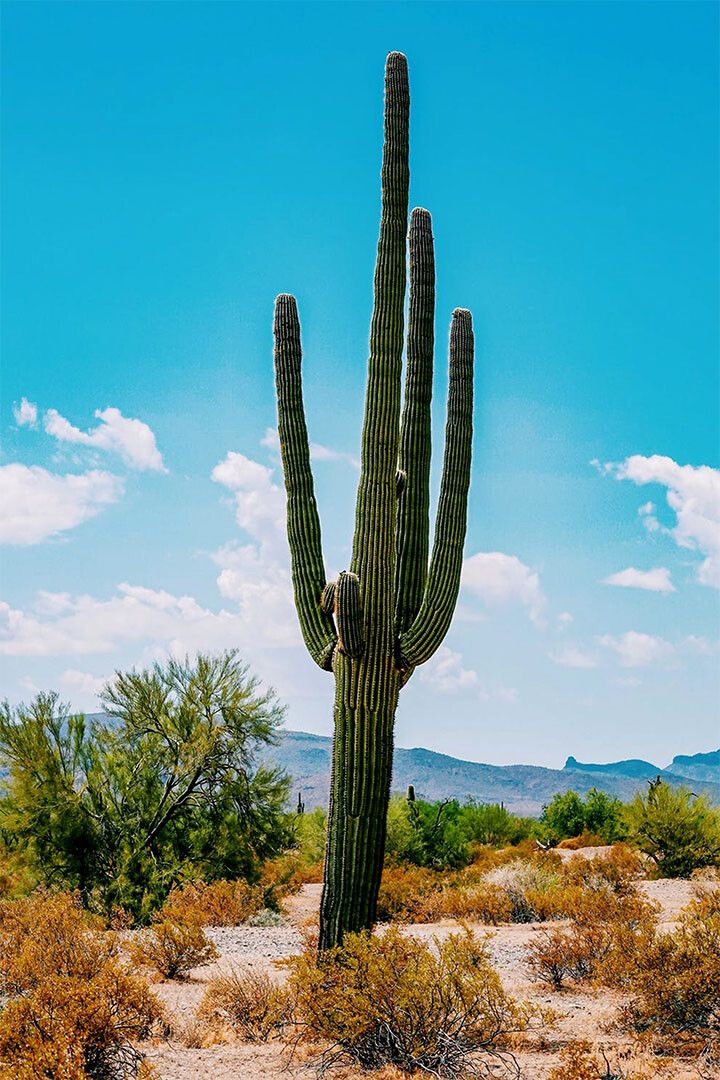 Cacti In Arid Land Under Blue Sky Nature Jigsaw Puzzle