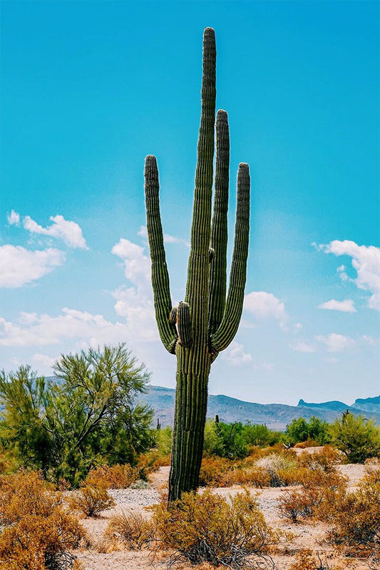 Cacti In Arid Land Under Blue Sky Nature Jigsaw Puzzle